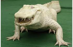 Alligator albinos